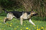 BERGER ALLEMAND 1007